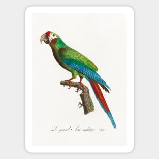 The Great Military Macaw, Ara ambiguus from Natural History of Parrots (1801—1805) by Francois Levaillant. Sticker